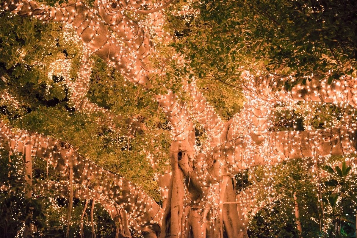 christmas-lights.jpg christmas-lights.jpg