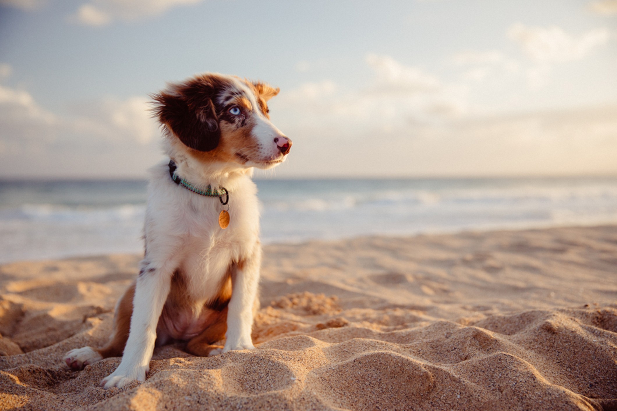 ARVSCPetfriendlyLakecentral4.jpg ARVSCPetfriendlyLakecentral4.jpg