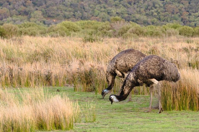 Wilsonspromontory7.jpg